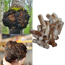 Chaga – Inonotus obliquus (...